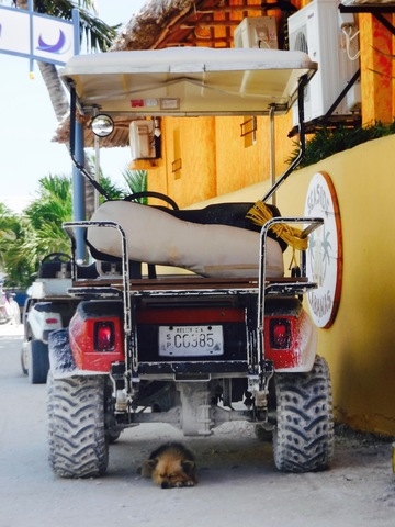 Belize Sea Turtle Snorkel and Caye Caulker Island Beach Excursion Good guides, good snorkel
