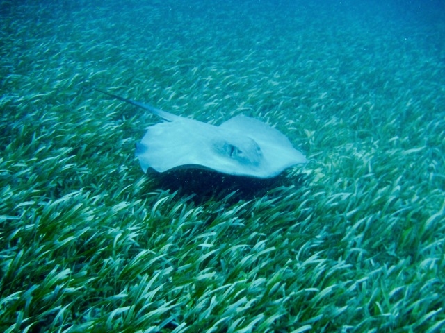 Belize Sea Turtle Snorkel and Caye Caulker Island Beach Excursion Good guides, good snorkel