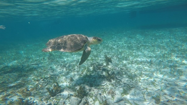 Belize Shark Ray Alley and Hol Chan Marine Park Snorkel Excursion by Air AMAZING!