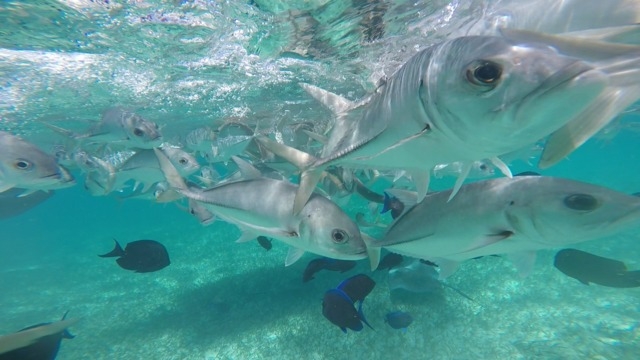 Belize Shark Ray Alley and Hol Chan Marine Park Snorkel Excursion by Air AMAZING!