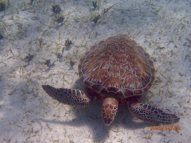 Belize Shark Ray Alley and Hol Chan Marine Park Snorkel Excursion by Air Great excursion, way cheaper than booking it on the ship!