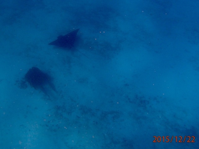 Belize Shark Ray Alley and Hol Chan Marine Park Snorkel Excursion by Air Great excursion, way cheaper than booking it on the ship!
