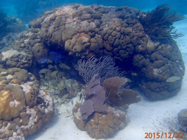Belize Shark Ray Alley and Hol Chan Marine Park Snorkel Excursion by Air Great excursion, way cheaper than booking it on the ship!