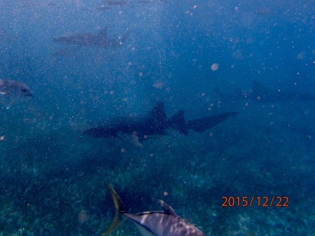Belize Shark Ray Alley and Hol Chan Marine Park Snorkel Excursion by Air Great excursion, way cheaper than booking it on the ship!