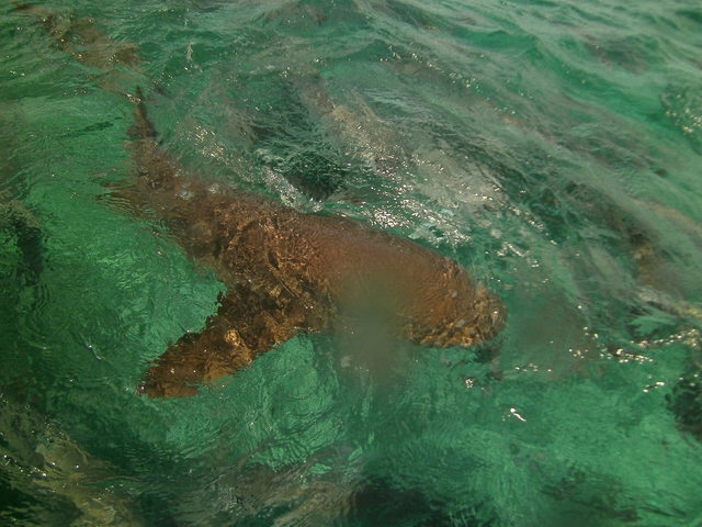 Belize Shark Ray Alley and Hol Chan Marine Park Snorkel Excursion by Air Awesomme
