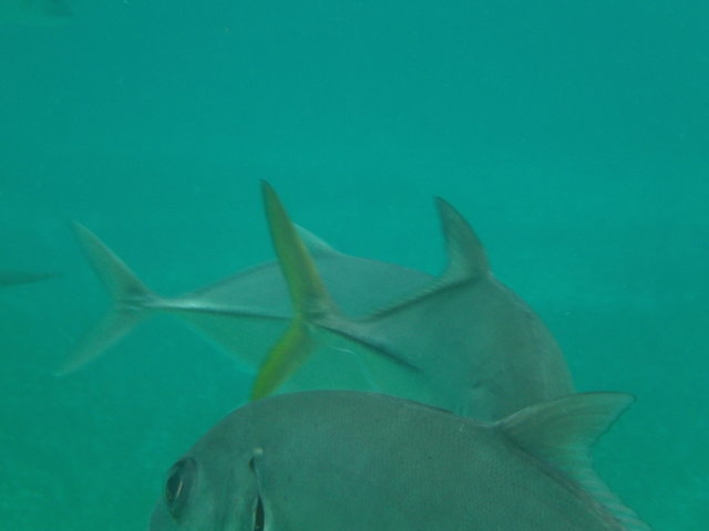 Belize Shark Ray Alley and Hol Chan Marine Park Snorkel Excursion by Air Awesomme
