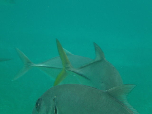 Belize Shark Ray Alley and Hol Chan Marine Park Snorkel Excursion by Air Awesomme