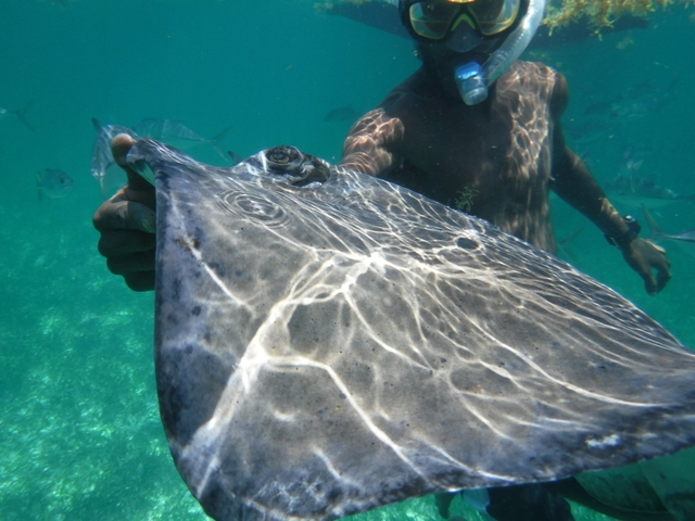 Belize Shark Ray Alley and Hol Chan Marine Park Snorkel Excursion by Air Great choice, wonderful time!