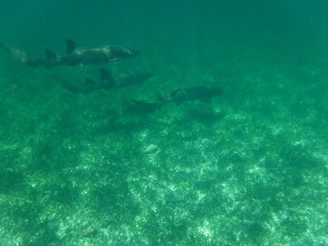 Belize Shark Ray Alley and Hol Chan Marine Park Snorkel Excursion by Air Miss the crowds!