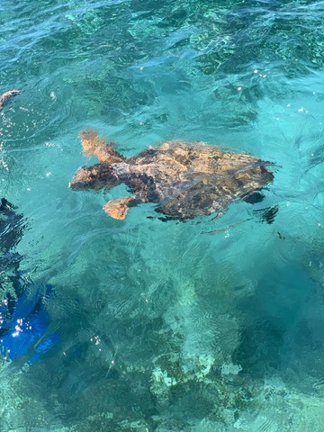 Belize Shark Ray Alley and Hol Chan Marine Park Snorkel Excursion by Air Belize 