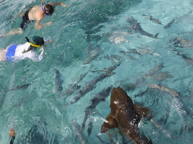 Belize Shark Ray Alley and Hol Chan Marine Reserve Snorkel Excursion Some things were great and some weren't