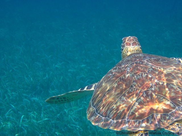 Belize Shark Ray Alley and Hol Chan Marine Reserve Snorkel Excursion Great experience!
