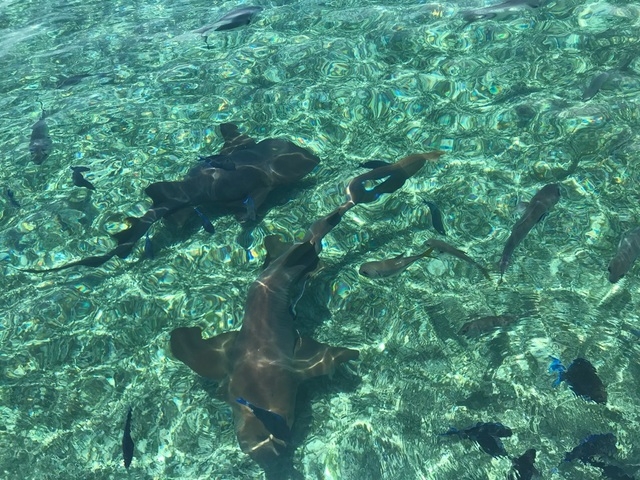 Belize Shark Ray Alley and Hol Chan Marine Reserve Snorkel Excursion shark ray alley