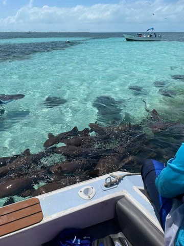 Belize Shark Ray Alley, Coral Gardens Snorkel, and Caye Caulker Island Beach Excursion I would give more than 5 stars if possible!