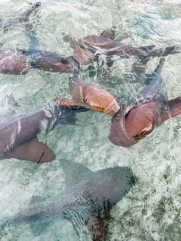 Belize Shark Ray Alley, Coral Gardens Snorkel, and Caye Caulker Island Beach Excursion Awesome experience 