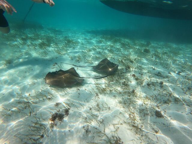 Belize Shark Ray Alley, Coral Gardens Snorkel, and Caye Caulker Island Beach Excursion Best Excursion Ever!