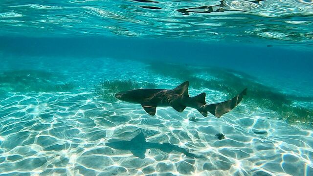 Belize Shark Ray Alley, Coral Gardens Snorkel, and Caye Caulker Island Beach Excursion Best Excursion Ever!