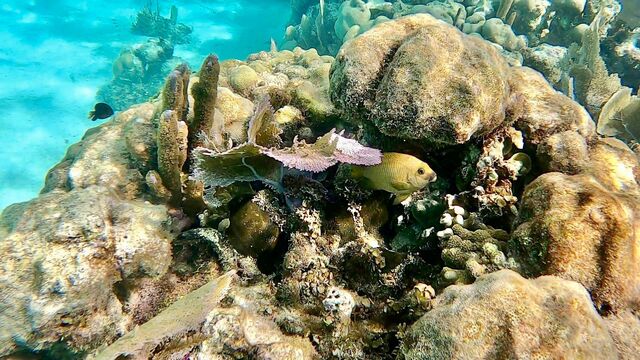 Belize Shark Ray Alley, Coral Gardens Snorkel, and Caye Caulker Island Beach Excursion Best Excursion Ever!