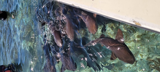 Belize Snorkel Shark Ray Alley, Coral Gardens and Caye Caulker Beach Break Excursion Seriously, the BEST Excursion