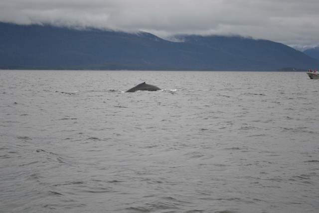 Best of Juneau Excursion Great excursion