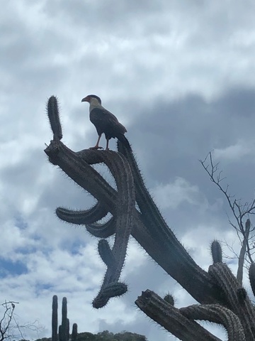 Bonaire Island Sightseeing - North and South Side with local Guide Excursion excursion 