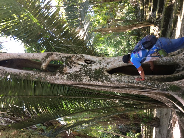 Costa Maya Kohunlich Mayan Ruins Excursion great trip to Chacchoban 