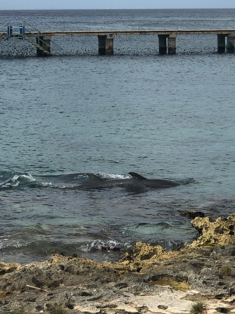 Cozumel Chankanaab Beach Park Snorkel and All Inclusive Day ...