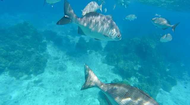 Cozumel Private Secluded Marine Park Reef Snorkel and El Cielo Sandbar Excursion HIGHLY RECOMMEND!!!