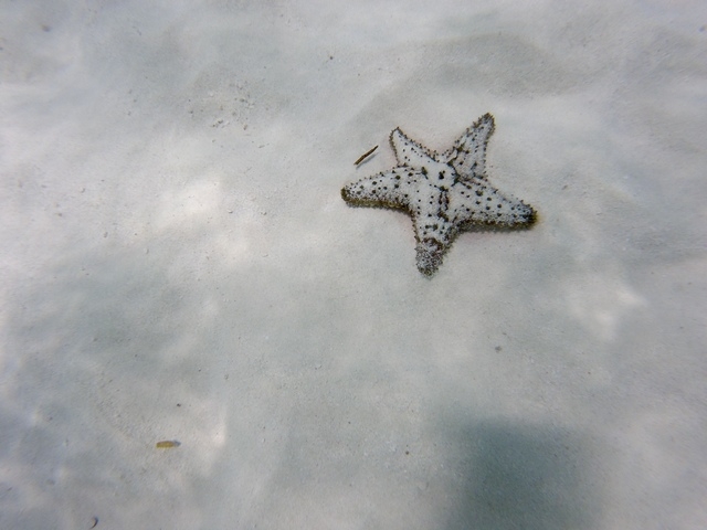Cozumel Private Secluded Marine Park Reef Snorkel and El Cielo Sandbar Excursion HIGHLY RECOMMEND!!!