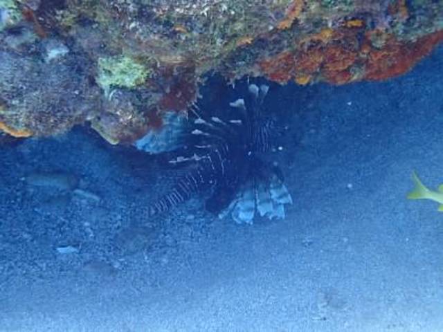 Curacao Beach Hopping and Blue Room Cave Snorkel Excursion Amazing day spent in Curaçao 