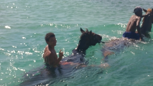 Falmouth Horseback Riding Excursion with Ocean Swim  