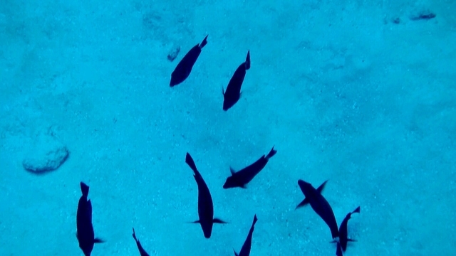 Grand Cayman Coral Reef Snorkel and Stingray City Combo Excursion Muy entretenido!!!