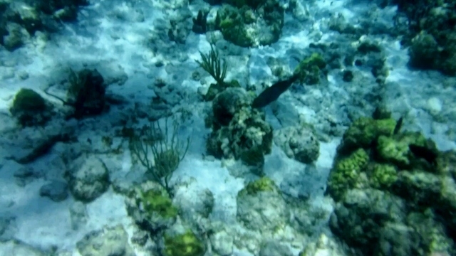 Grand Cayman Coral Reef Snorkel and Stingray City Combo Excursion Muy entretenido!!!