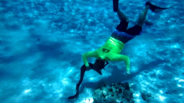 Grand Cayman Coral Reef Snorkel and Stingray City Combo Excursion Muy entretenido!!!