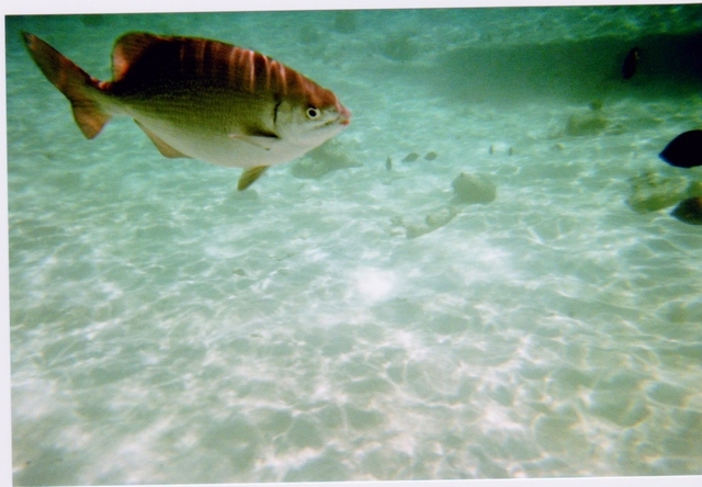 Grand Cayman Coral Reef Snorkel and Stingray City Combo Excursion Muy entretenido!!!