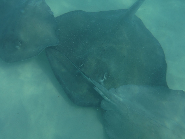 Grand Cayman Private Stingray City Catamaran Sail and Snorkel Excursion AMAZING day!!!