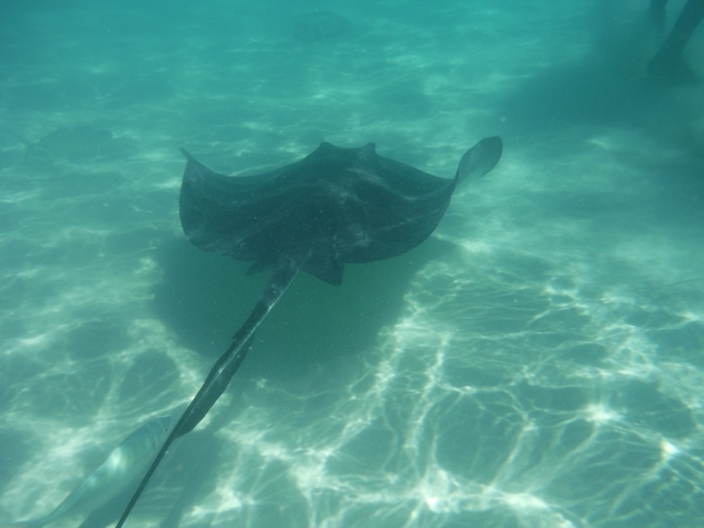 Grand Cayman Starfish Point, Stingray City Sandbar, and Barrier Reef or Coral Garden Snorkel Excursion Combo Fun Excustion! Lots of Fish, Coral, and Stingrays