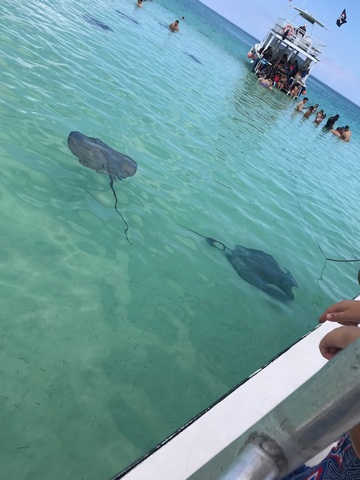 Grand Cayman Stingray City, Coral Gardens Snorkel and Turtle Farm Excursion Great Experience 