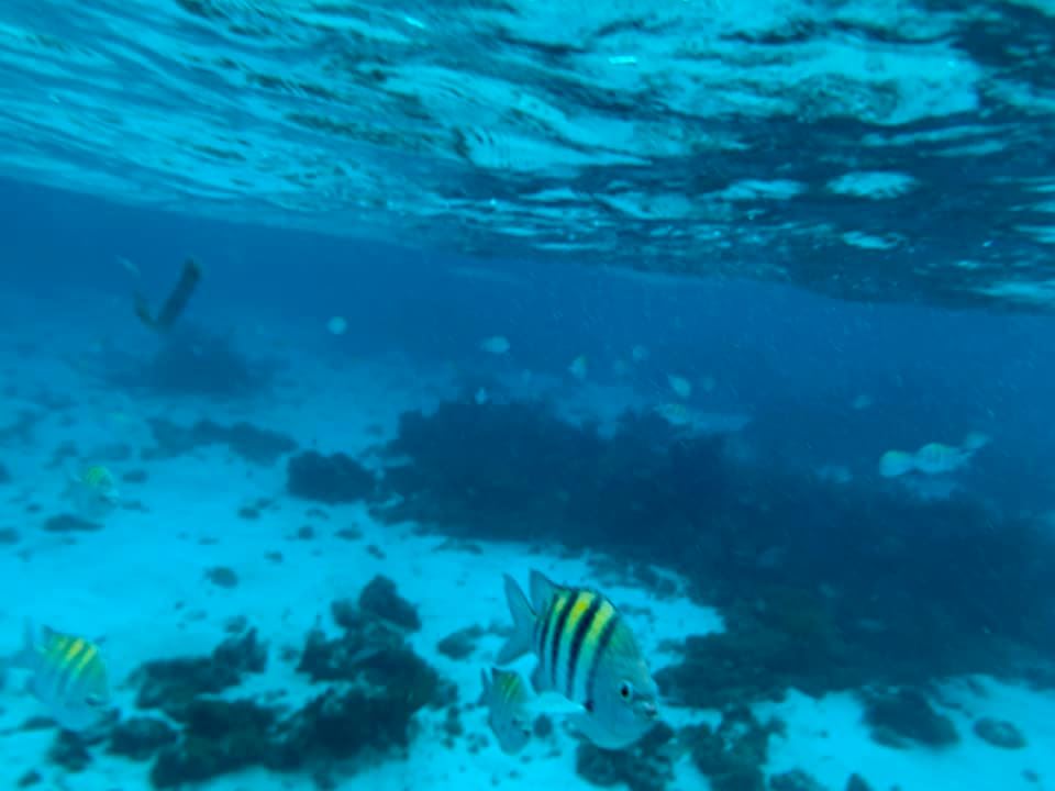 stingray city sandbar coral gardens
