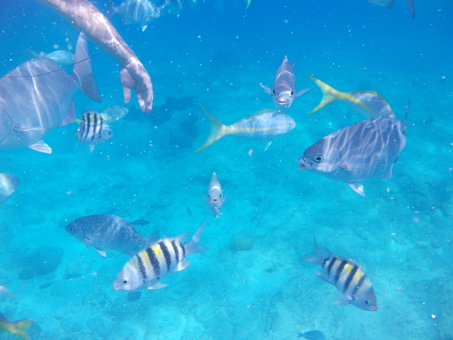 Grand Turk Highlights, Shallow Reef and Island Wall Snorkel Excursion Loved it...especially the snorkeling!