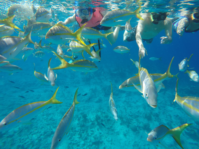 Grand Turk Highlights, Shallow Reef and Island Wall Snorkel Excursion Loved it...especially the snorkeling!