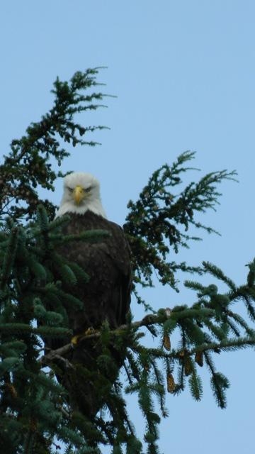Ketchikan Lighthouse, Totems and Eagles Cruise Excursion Up close and personal with a bald eagle