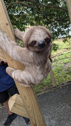 Roatan ATV Off-Road Adventure, Monkey and Sloth Hangout Excursion VIP adventure