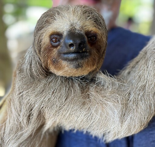 Roatan ATV Off Road Adventure and Monkey Sloth Hangout Excursion Extraordinary from A-Z 