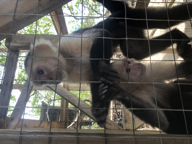 Roatan ATV Off Road Adventure and Monkey Sloth Hangout Excursion Great time for family of 12