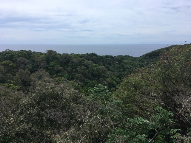 Roatan Canopy Zip-Line and Beach Excursion Adventure Combo Jungle fun