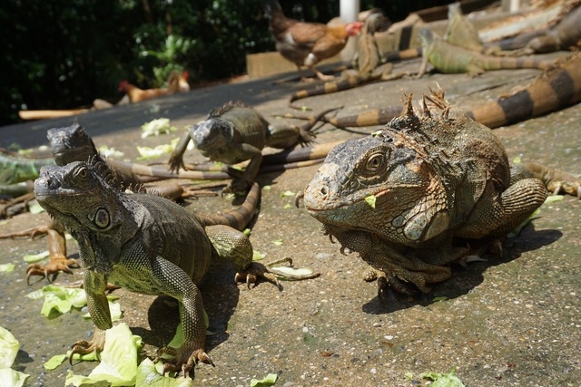 Roatan East End Sightseeing, Mangroves, Iguana Farm, and Coral Reef Snorkeling Excursion Real life on Roatan