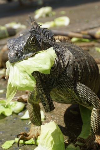Roatan East End Sightseeing, Mangroves, Iguana Farm, and Coral Reef Snorkeling Excursion Real life on Roatan