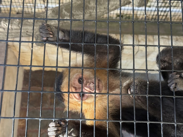 Roatan Little French Key Private Island Beach Resort Day Pass Excursion A little expensive and a little disappointing 