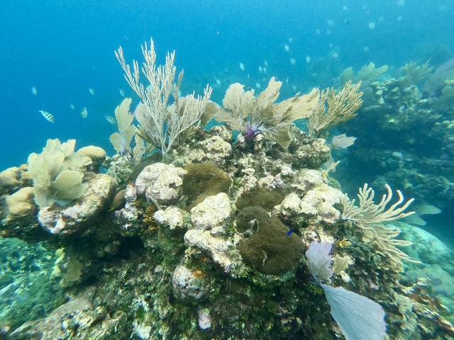 Roatan Monkeys, Sloths, Snorkeling, and Brady's Cay Private Island Beach Excursion Highlight of our cruise!